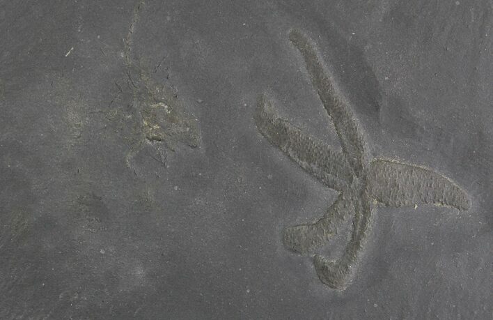 Rare Devonian Fossil Starfish & Marrellomorph - #28616